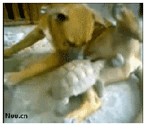 壁纸 动物 狗 狗狗 206_178 gif 动态图 动图
