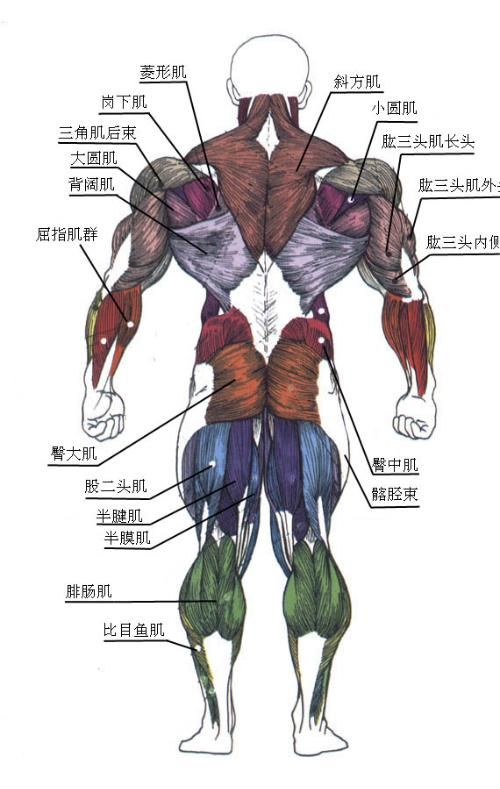 人体肌肉背面jpg