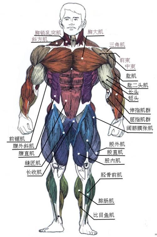 人体躯干肌肉正面图片