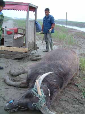 王治郅的无奈 - 篮球公园 - 直播吧论坛 - powered by discuz!