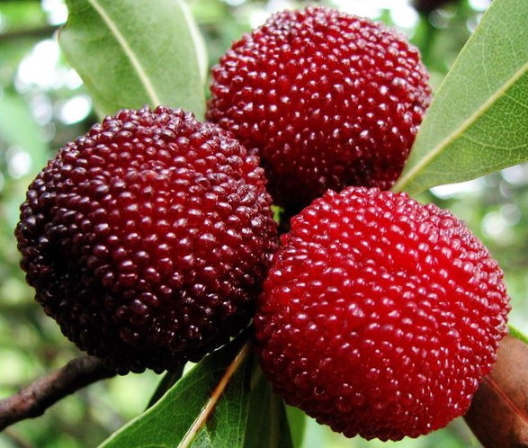 潮阳金灶林氏杨梅