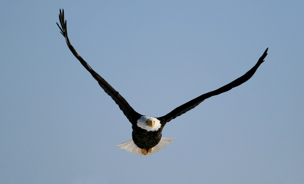 潘帕斯高原上的雄鹰图片