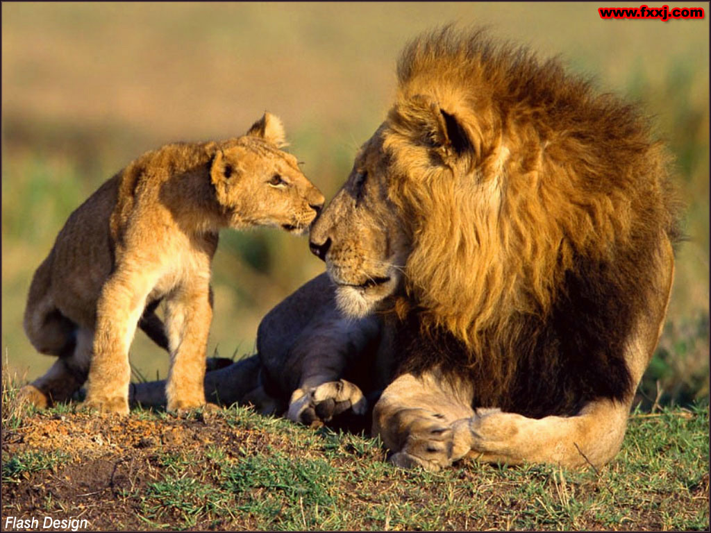 狮子与小狮子的对话