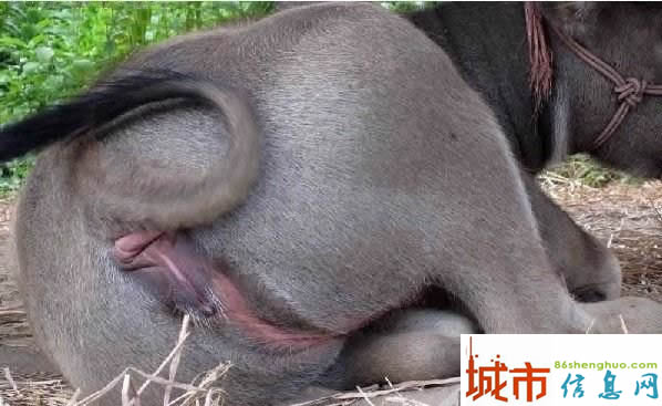 解析瓜为什么离开拜仁