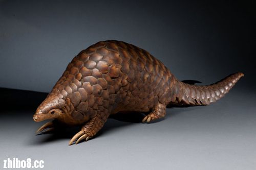 巴西世界杯吉祥物