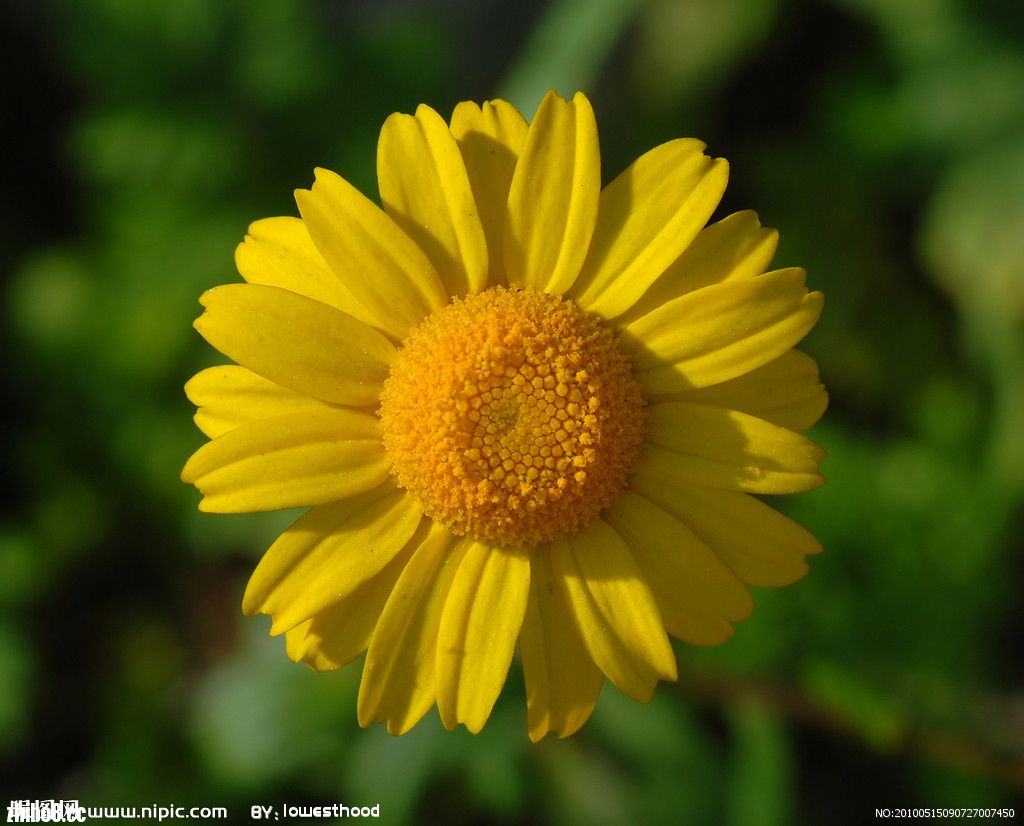 菊花一朵向阳开